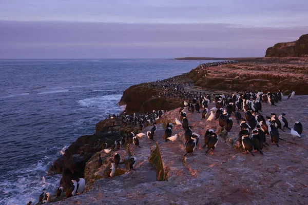 Imperial Shag Phalacrocorax Atriceps Albiventer Amanhecer Costa Ilha Bleaker Nas — Fotografia de Stock