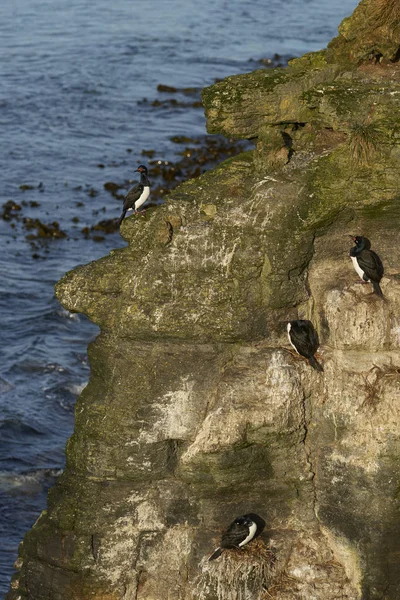 Rocher Shag Phalacrocorax Magellanicus Nichant Sur Les Falaises Île Bleaker — Photo