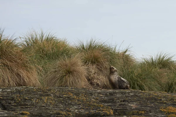 Junger Südlicher Seelöwe Otaria Flavescens Inmitten Des Reisiggrases Der Küste — Stockfoto