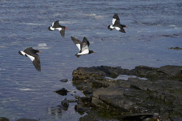 Flock Magellanic Oystercatcher Haematopus Leucopodus Flying Sea Coast Bleaker Island — Stock Photo, Image