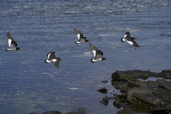 フォークランド諸島の海岸の暗い島で海の上を飛んでマゼラン ミヤコドリ シファ Leucopodus の群れ — ストック写真