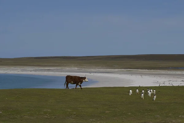 福克兰群岛Bleaker岛上的Gentoo Penguins Pygoscelis Papua 穿过放牧牛的草原返回殖民地 — 图库照片