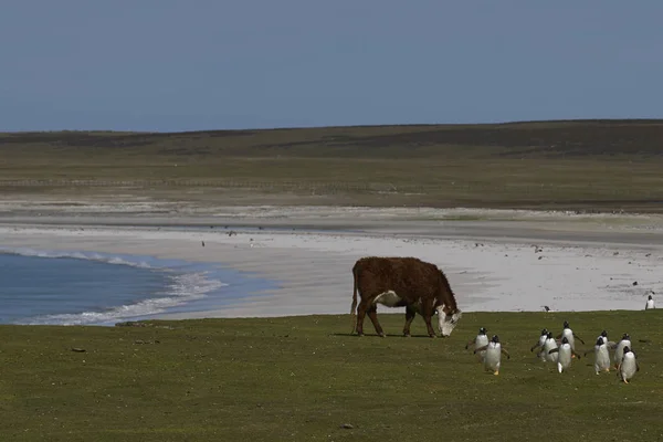 福克兰群岛Bleaker岛上的Gentoo Penguins Pygoscelis Papua 穿过放牧牛的草原返回殖民地 — 图库照片