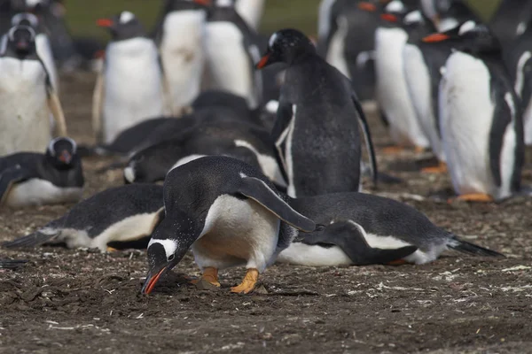 Gentoo Penguin Pygoscelis Papua Συλλογή Υλικού Ωοτοκίας Στο Νησί Bleaker — Φωτογραφία Αρχείου