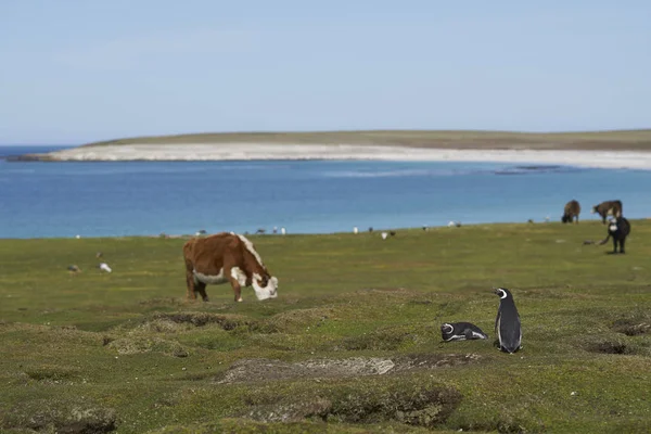 Magellanic Penguins Spheniscus Magellanicus Nest Burrow Shared Grazing Cattle Bleaker — Stock Photo, Image