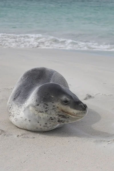 Leopard Seal Hydrurga Leptonyx Odpočívající Písečné Pláži Bleaker Island Falklandských — Stock fotografie