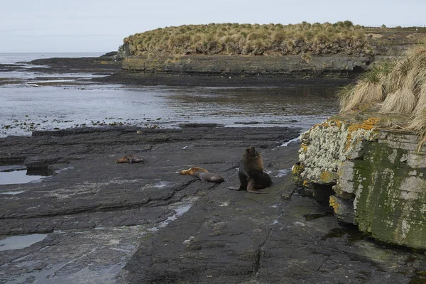 Skupina Jižních Lvů Otaria Flavescens Pobřeží Ostrova Bleaker Falklandech — Stock fotografie