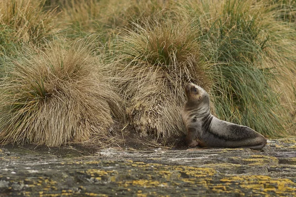 Young Southern Sea Lion Otaria Flavescens Bland Tussock Gräs Kusten — Stockfoto