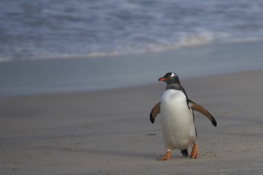Gentoo Penguenleri (Pygoscelis papua) denizde bir gün beslendikten sonra karaya geri dönüyorlar. Falkland Adalarındaki Bleaker Adası.