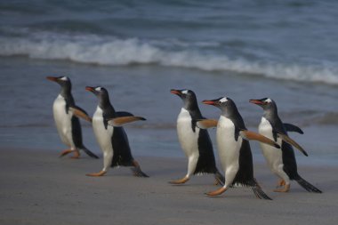 Gentoo Penguenleri (Pygoscelis papua) denizde bir gün beslendikten sonra karaya geri dönüyorlar. Falkland Adalarındaki Bleaker Adası.