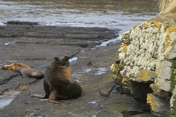 Grupa Lwa Południowego Otaria Flavescens Wybrzeżu Wyspy Bleaker Falklandach — Zdjęcie stockowe