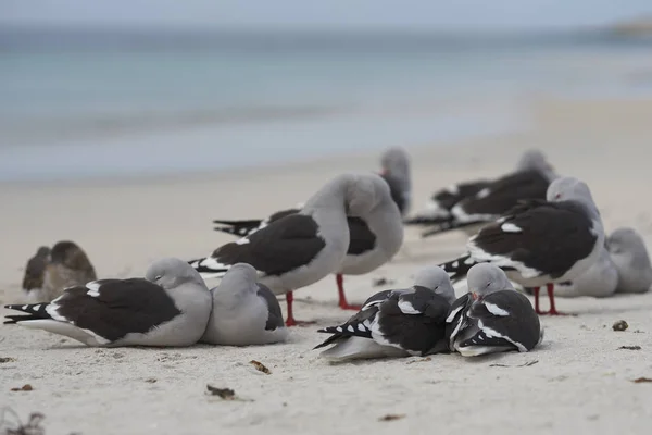 Grupo Dolphin Gulls Leucophaeus Scoresbii Numa Praia Areia Nas Ilhas — Fotografia de Stock