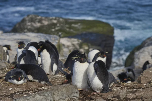 Πιγκουίνοι Rockhopper Eudyptes Chrysocome Στο Χώρο Ωοτοκίας Τους Στα Βράχια — Φωτογραφία Αρχείου