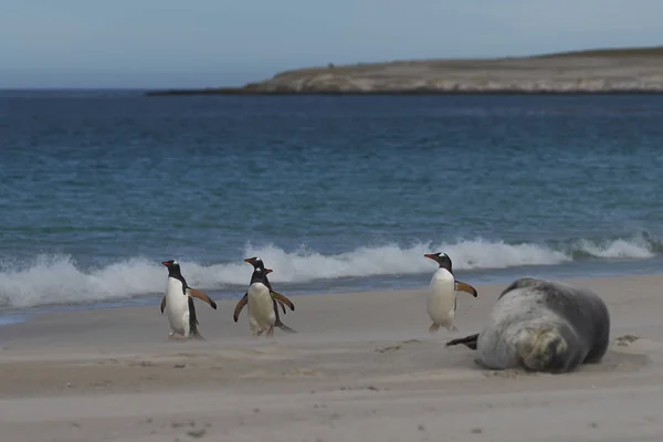 Pinguins Gentoo Pygoscelis Papua Passam Por Selo Leopardo Adormecido Hydrurga — Fotografia de Stock