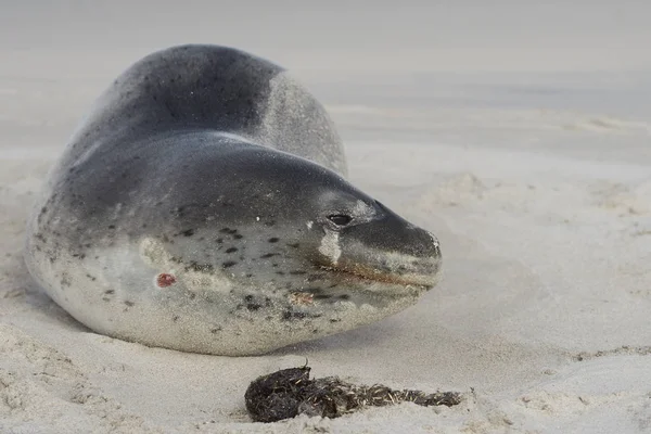 Leopard Seal Hydrurga Leptonyx Descansando Una Playa Arena Isla Bleaker — Foto de Stock