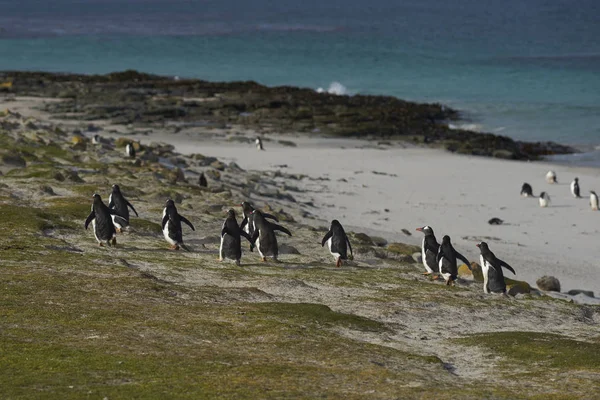 Ezelspinguïns Pygoscelis Papua Keren Terug Naar Kolonie Schapenweiden Bleaker Island — Stockfoto