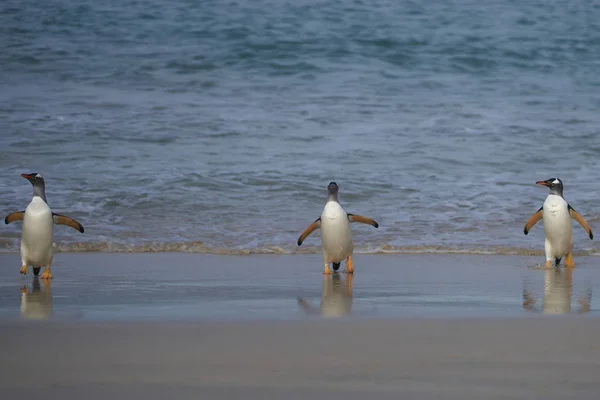 Gentoo Penguins Pygoscelis Papua Vrací Pevninu Dni Stráveném Krmením Moři — Stock fotografie