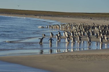 Çok sayıda Gentoo Pengueni (Pygoscelis papua) Falkland Adaları 'ndaki Bleaker Adası açıklarında avlanırken, bir Leopar foku tarafından denize açılmaktan alıkoyuldu..
