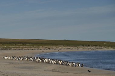 Çok sayıda Gentoo Pengueni (Pygoscelis papua) Falkland Adaları 'ndaki Bleaker Adası açıklarında avlanırken, bir Leopar foku tarafından denize açılmaktan alıkoyuldu..