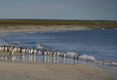 Çok sayıda Gentoo Pengueni (Pygoscelis papua) Falkland Adaları 'ndaki Bleaker Adası açıklarında avlanırken, bir Leopar foku tarafından denize açılmaktan alıkoyuldu..