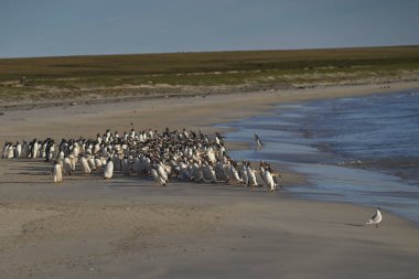 Çok sayıda Gentoo Pengueni (Pygoscelis papua) Falkland Adaları 'ndaki Bleaker Adası açıklarında avlanırken, bir Leopar foku tarafından denize açılmaktan alıkoyuldu..