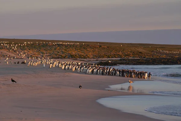 Large Number Gentoo Penguins Pygoscelis Papua Held Back Going Sea — Stock Photo, Image