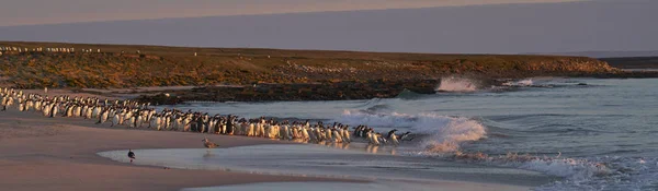 Çok Sayıda Gentoo Pengueni Pygoscelis Papua Falkland Adaları Ndaki Bleaker — Stok fotoğraf