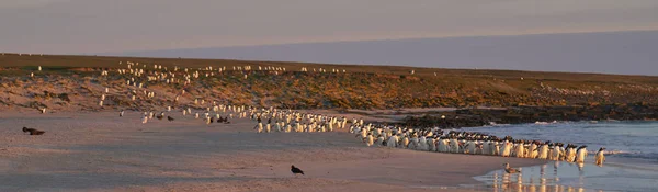 Large Number Gentoo Penguins Pygoscelis Papua Held Back Going Sea — Stock Photo, Image