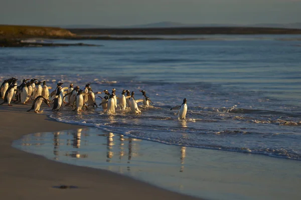 Велика Кількість Генуї Пінгвінів Pygoscelis Papua Стримувалася Від Переходу Море — стокове фото