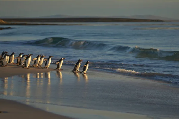 Большое Количество Gentoo Penguins Pygoscelis Papua Удержалось Выхода Море Leopard — стоковое фото