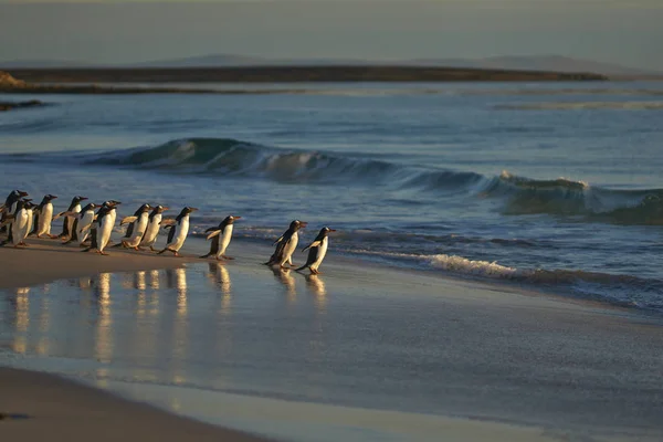 เพนกว Gentoo านวนมาก Pygoscelis Papua อกล บจากการไปทะเลโดยผน กเส อดาว ออกจากย — ภาพถ่ายสต็อก