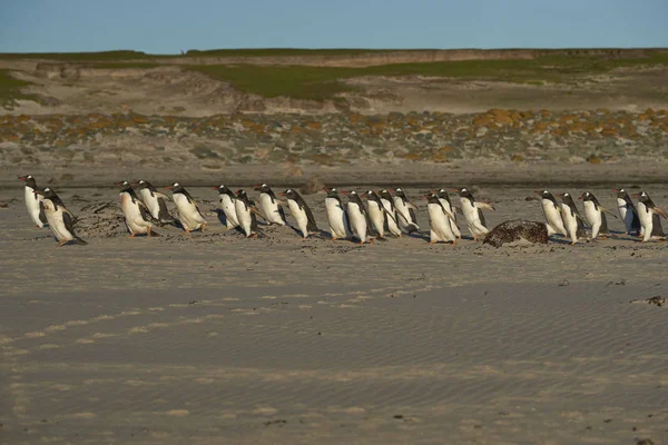 许多基因企鹅 Pygoscelis Papua 被猎豹海豹拒之门外 在福克兰群岛布里克岛近海捕猎 — 图库照片