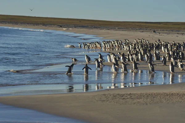 Çok sayıda Gentoo Pengueni (Pygoscelis papua) Falkland Adaları 'ndaki Bleaker Adası açıklarında avlanırken, bir Leopar foku tarafından denize açılmaktan alıkoyuldu..