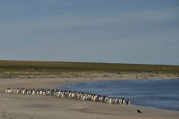 许多基因企鹅 Pygoscelis Papua 被猎豹海豹拒之门外 在福克兰群岛布里克岛近海捕猎 — 图库照片