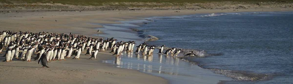 Large Number Gentoo Penguins Pygoscelis Papua Held Back Going Sea — ストック写真