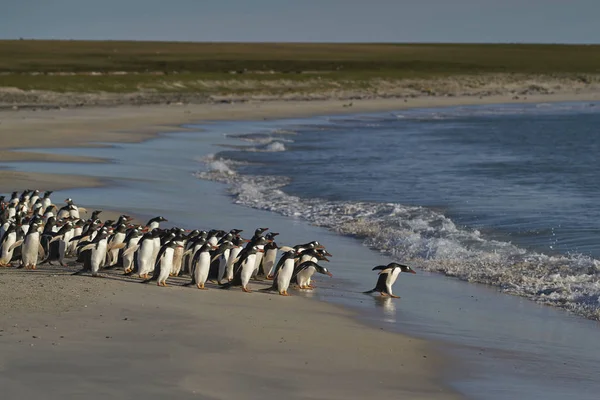 Grande Número Pinguins Gentoo Pygoscelis Papua Retido Para Mar Por — Fotografia de Stock