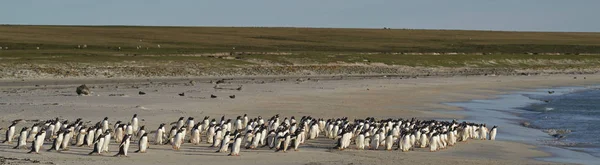 Large Number Gentoo Penguins Pygoscelis Papua Held Back Going Sea — ストック写真