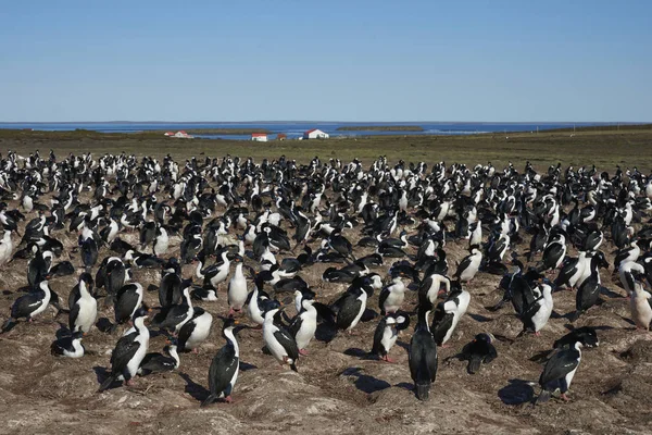 Grote Kolonie Van Imperial Shag Phalacrocorax Atriceps Albiventer Bleaker Island — Stockfoto