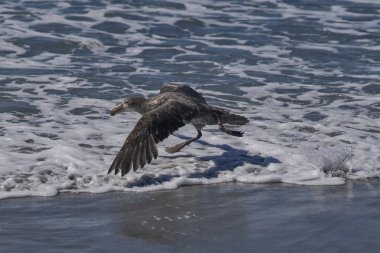 Güney Devi Petrel (Makronectes Giganteus) Falkland Adaları 'ndaki Deniz Aslanı Adası kıyılarından havalanıyor..
