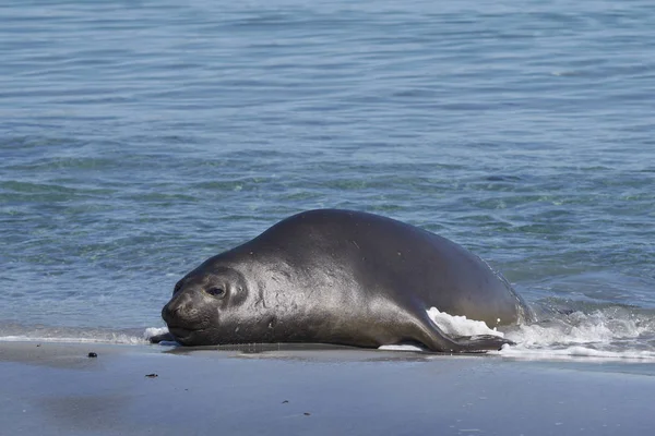 雄性南象海豹 蛔虫引起的疾病数是 Mirounga 躺在沙滩上在福克兰群岛海狮岛上 — 图库照片
