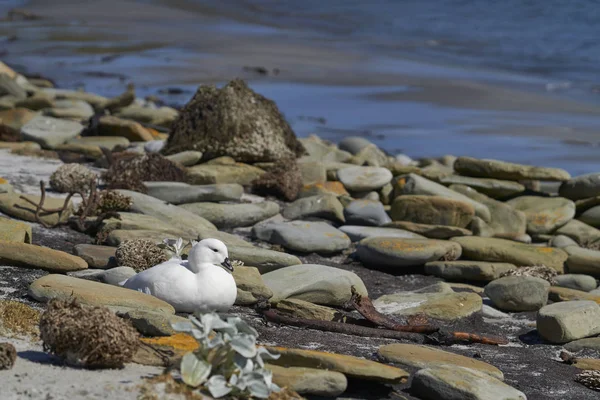 Manliga Kelp Gås Chloephaga Hybrida Malvinarum Klippiga Kusten Sjölejon Island — Stockfoto