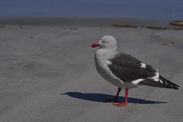 Dolphin Gull Leucophaeus Scoresbii Uma Praia Areia Ilha Leão Marinho — Fotografia de Stock