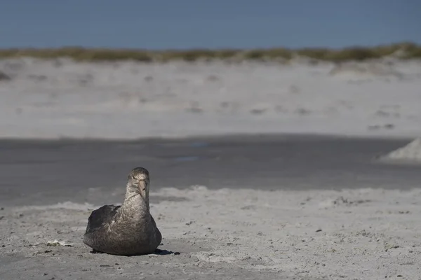 Déli Óriáspetrel Macronectes Giganteus Falkland Szigeteki Oroszlánfóka Sziget Homokos Strandján — Stock Fotó