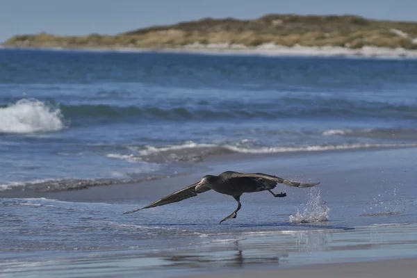 Południowy Gigant Petrel Makronektes Giganteus Startujący Wybrzeża Wyspy Lwa Morskiego — Zdjęcie stockowe