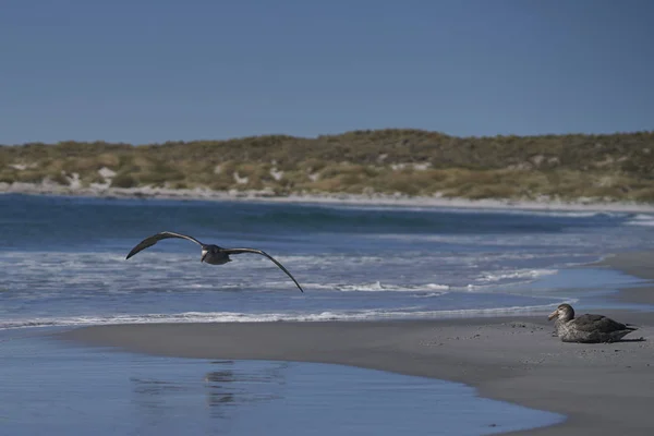 Södra Jätten Petrel Macronectes Giganteus Flyger Längs Kusten Sea Lion — Stockfoto