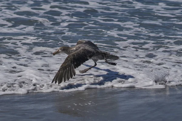 Southern Giant Petrel Macronectes Giganteus Летить Узбережжя Острова Морський Лев — стокове фото