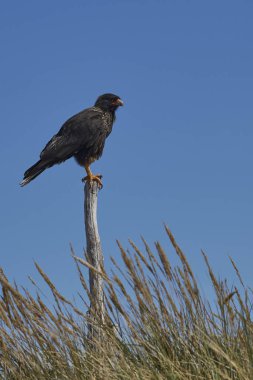 Falkland Adaları 'ndaki Deniz Aslanı Adası kıyısındaki tussock otlarında çizgili Karakara (Phalcoboenus australis)..
