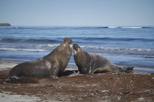 Dominant male Southern Elephant Seal (Mirounga leonina) fights with a rival for control of a large harem of females during the breeding season on Sea Lion Island in the Falkland Islands.