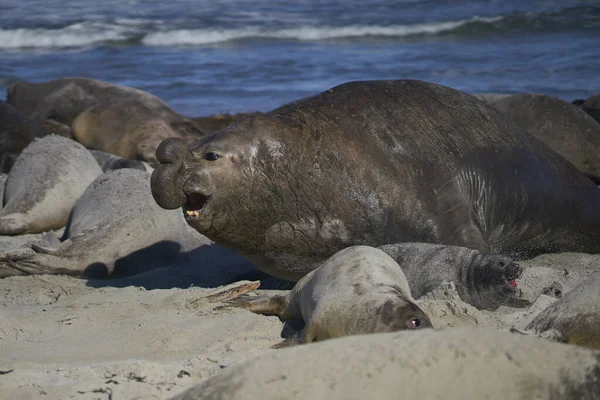 Κυρίαρχη Αρσενική Φώκια Southern Elephant Seal Mirunga Leonina Διασχίζει Χαρέμι — Φωτογραφία Αρχείου