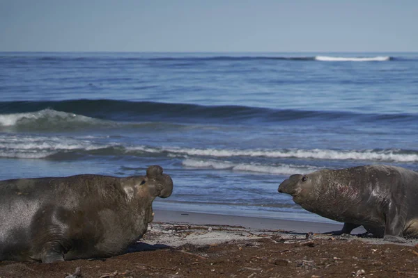 Dominant male Southern Elephant Seal (Mirounga leonina) fights with a rival for control of a large harem of females during the breeding season on Sea Lion Island in the Falkland Islands.